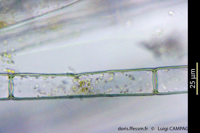 discosporangium_mesarthrocarpum-lc3