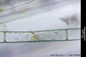 discosporangium_mesarthrocarpum-lc3