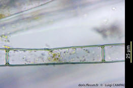 discosporangium_mesarthrocarpum-lc3
