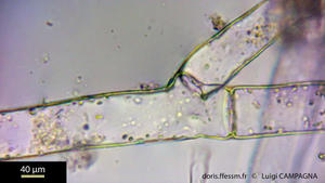 discosporangium_mesarthrocarpum-lc4