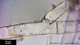 discosporangium_mesarthrocarpum-lc4