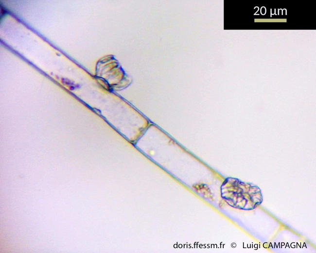 discosporangium_mesarthrocarpum-lc5