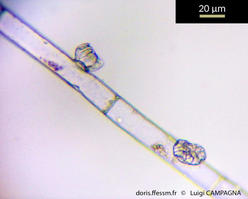 discosporangium_mesarthrocarpum-lc5