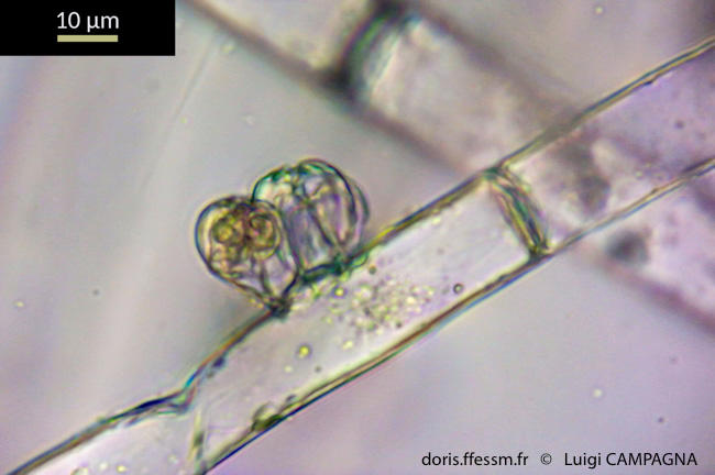 discosporangium_mesarthrocarpum-lc6