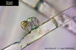 discosporangium_mesarthrocarpum-lc6