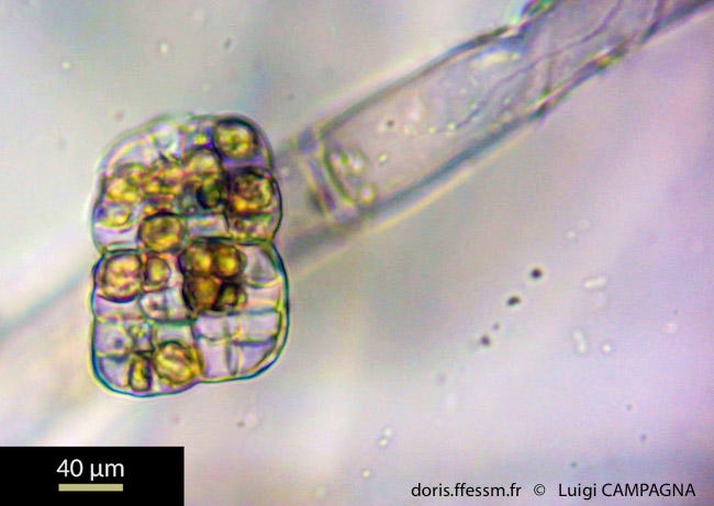 discosporangium_mesarthrocarpum-lc7