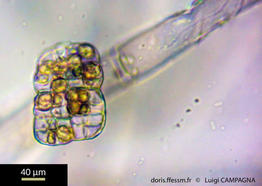 discosporangium_mesarthrocarpum-lc7