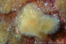 discosporangium_mesarthrocarpum-vl2