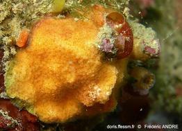 schizomavella_mamillata-fa63