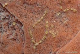 parazoanthus_catenularis_xestospongia_vm2