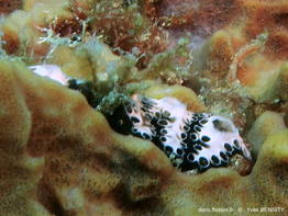 Distaplia_bermudensis-yvbe19955