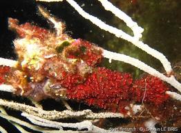 Distomus_fuscus-slb1b