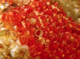 distomus_variolosus-fa11