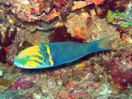 thalassoma_hebraicum-slb1