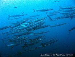 sphyraena_viridensis-aps525