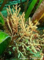 margaretta_cereoides-fa35