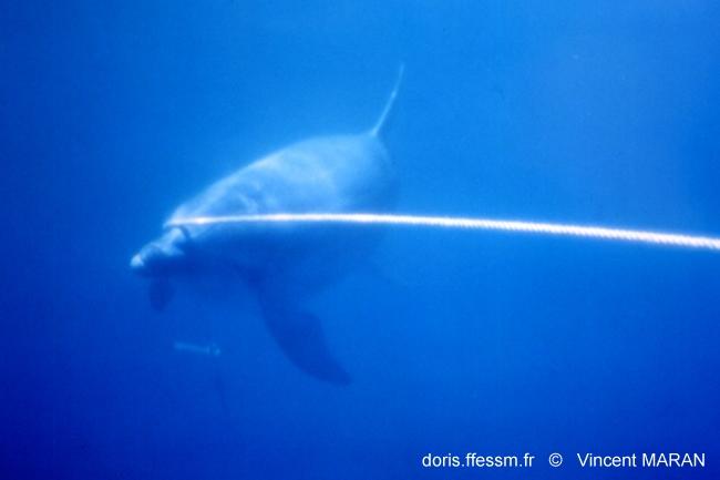 tursiops_truncatus_vm_6