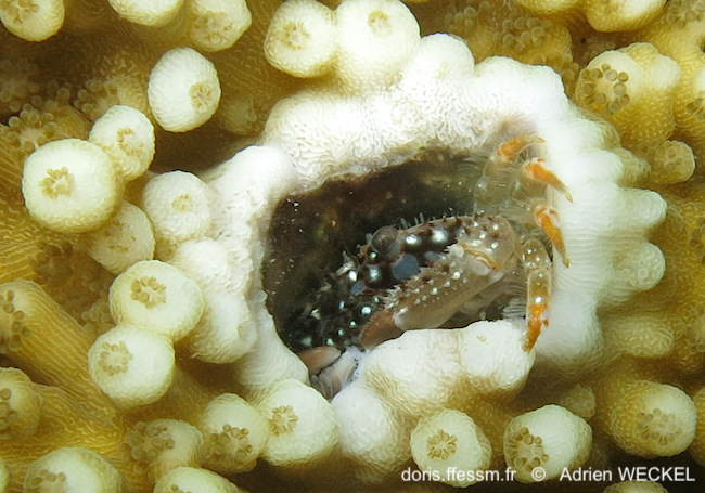 Crabe des acroporas