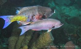 clepticus_parrae_apr3