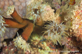 tubastraea_micranthus-vl6