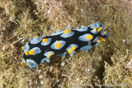 phyllidia_picta-vl1