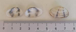 donacilla cornea  Michel DEVLEESCHOUWER1.jpg