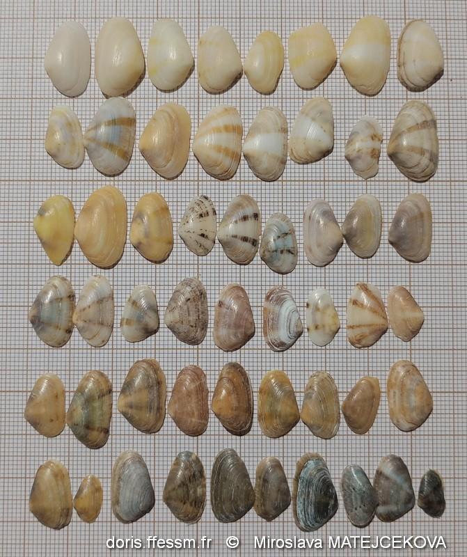 donacilla cornea  Miroslava MATEJCEKOVA1