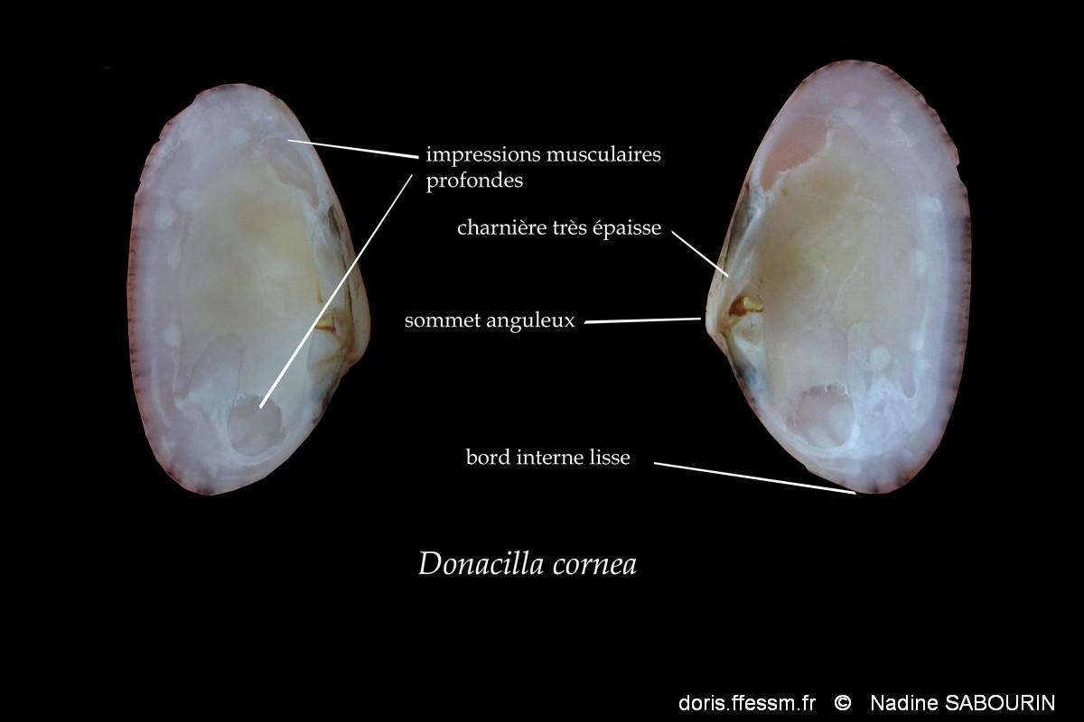 donacilla cornea  shema Nadine Sabourin1