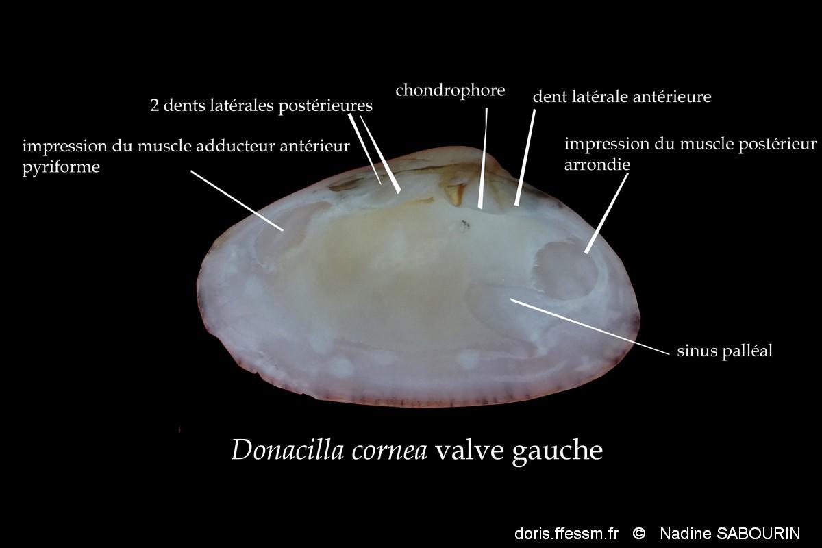 donacilla cornea  shema Nadine Sabourin2