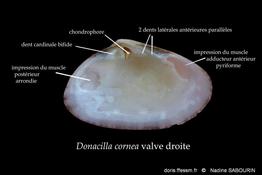 donacilla cornea  shema Nadine Sabourin3
