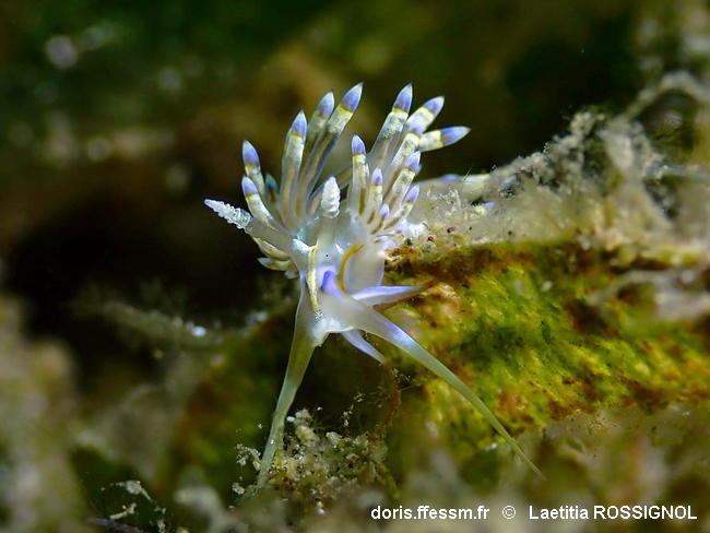 Dondice_occidentalis-laro201