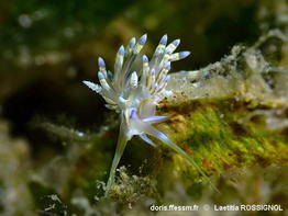 Dondice_occidentalis-laro201
