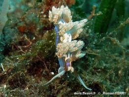Dondice_occidentalis-rofe101