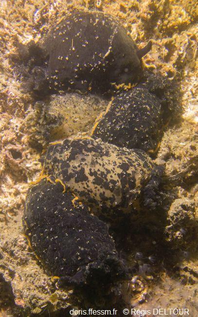 Doridicola_agilis_rd_01