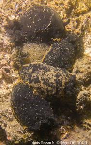 Doridicola_agilis_rd_01
