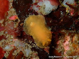 Doriopsilla_pelseneeri-agdi010