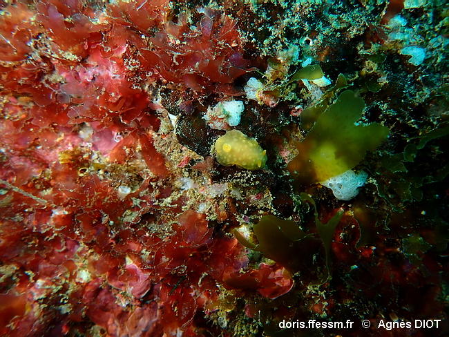 Doriopsilla_pelseneeri-agdi1526