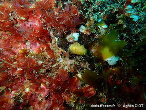 Doriopsilla_pelseneeri-agdi1526