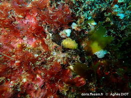 Doriopsilla_pelseneeri-agdi1526