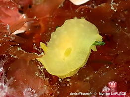 Doriopsilla_pelseneeri-myla04