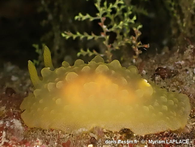 Doriopsilla_pelseneeri-myla11