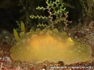 Doriopsilla_pelseneeri-myla11