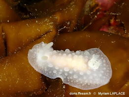 Doriopsilla_pelseneeri-myla13