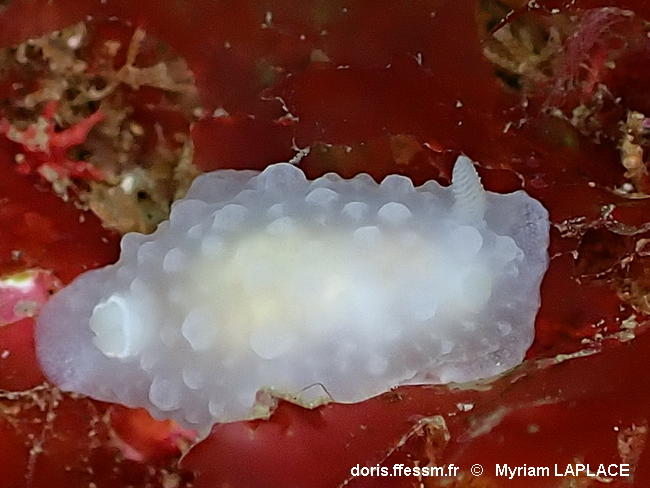 Doriopsilla_pelseneeri_myla001