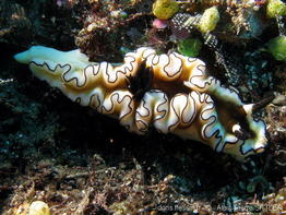 doriprismatica_atromarginata-aps612