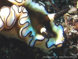doriprismatica_atromarginata-aps613