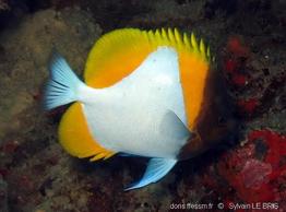 hemitaurichthys_polylepis-slb3