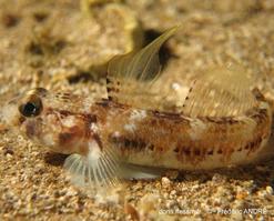gobius_roulei-fa4443