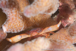 trapezia_cymodoce-vl1