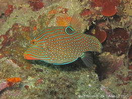 canthigaster_papua-slb2
